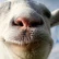 Trailer di lancio di Goat Simulator su PlayStation