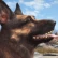 Dogmeat in Fallout 4 non può morire conferma Bethesda