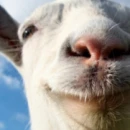 Trailer di lancio di Goat Simulator su PlayStation